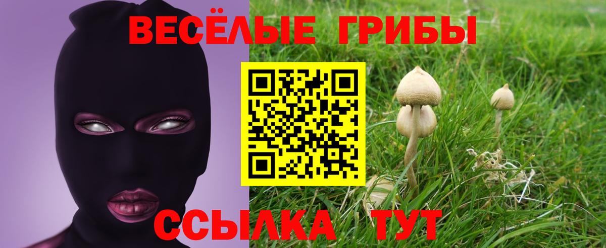 Томск  Псилоцибиновые грибы Psilocybe  Вход с VPN 